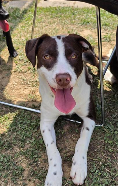 Enlarge COOKIE, a Adoptable mixed breed in Cookeville, TN image 1/1