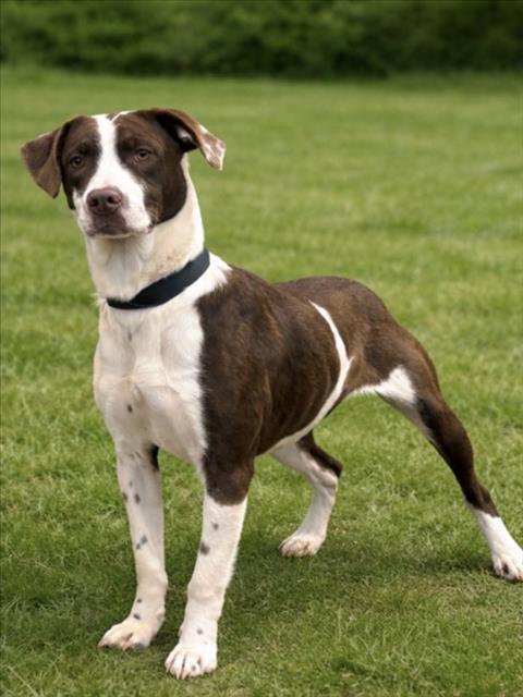 Enlarge COOKIE, a Adoptable mixed breed in Cookeville, TN image 1/1