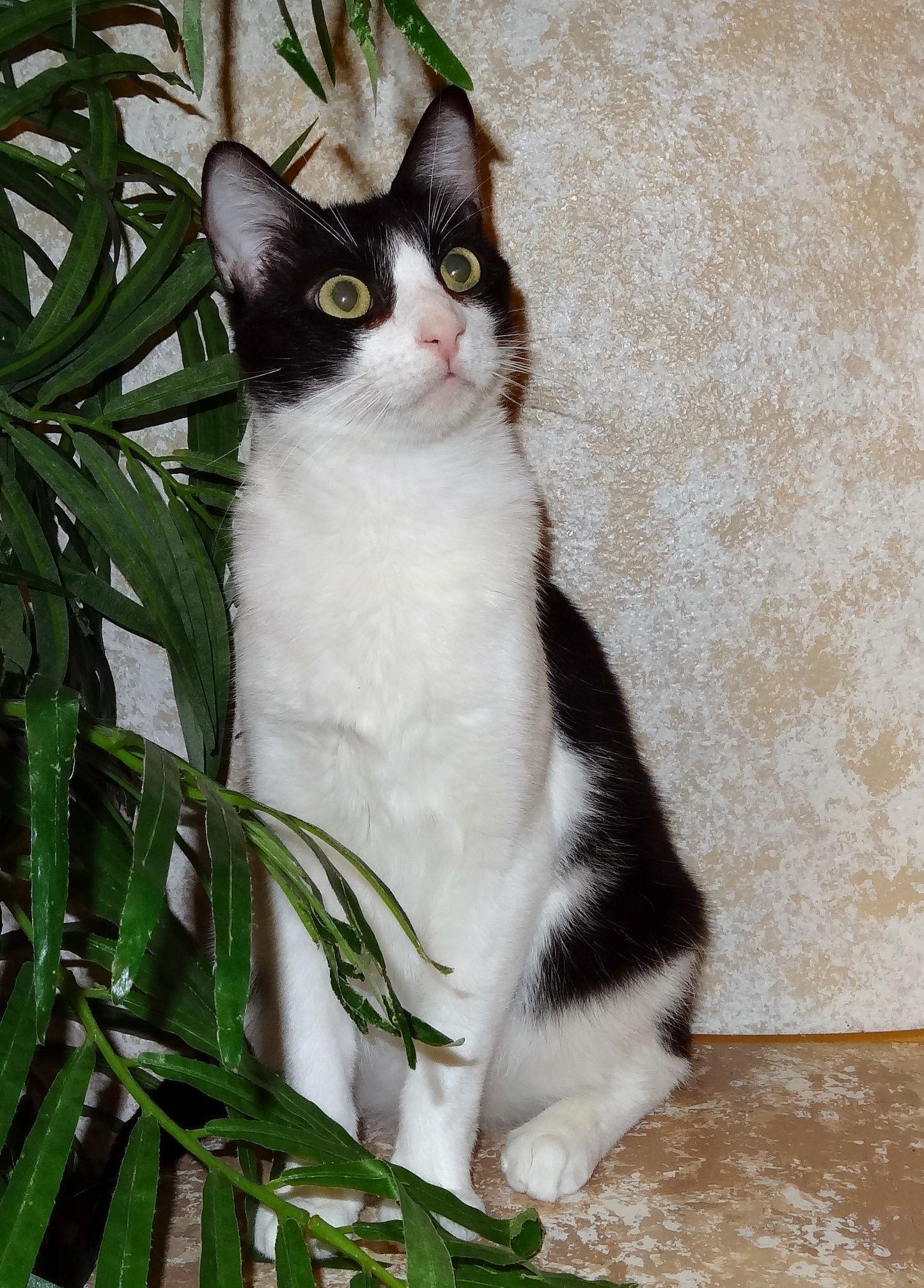 Blake, Adopted, Senior Male Tuxedo.