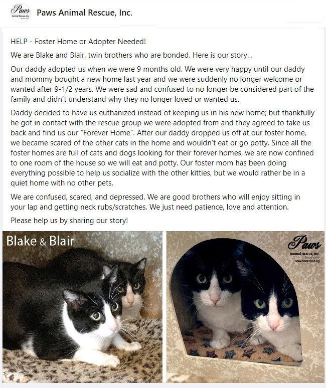 Enlarge Blake, a Adopted Tuxedo in Alvin, TX image 2/6