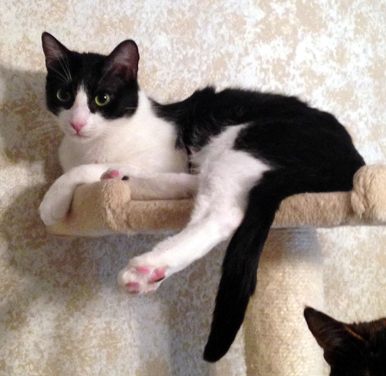 Enlarge Blake, a Adopted Tuxedo in Alvin, TX image 3/6