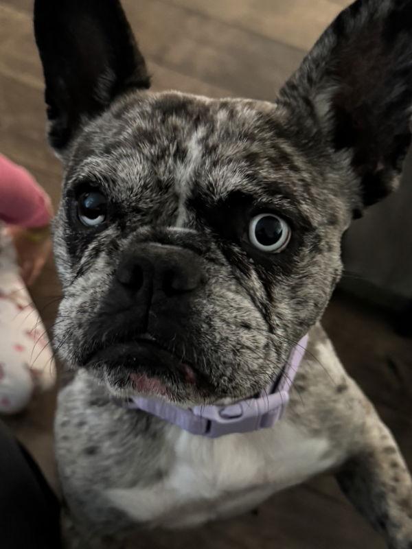 Enlarge Sky, a Adoptable French Bulldog in San Clemente, CA image 1/3