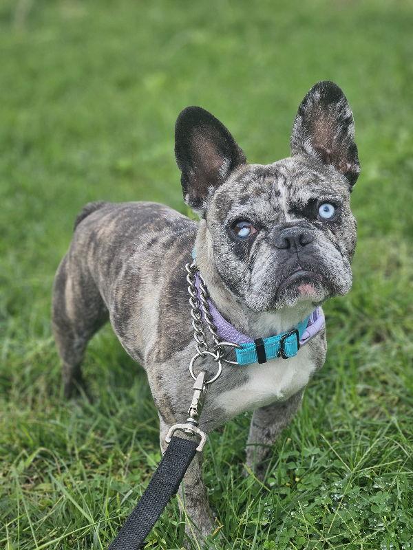 Enlarge Sky, a Adoptable French Bulldog in San Clemente, CA image 2/3