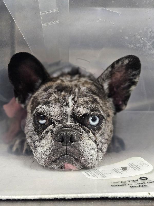 Sky, Adoptable, Young Female French Bulldog.