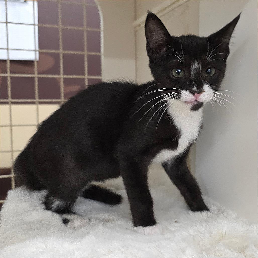 Danny, Adoptable, Kitten Male Domestic Short Hair.