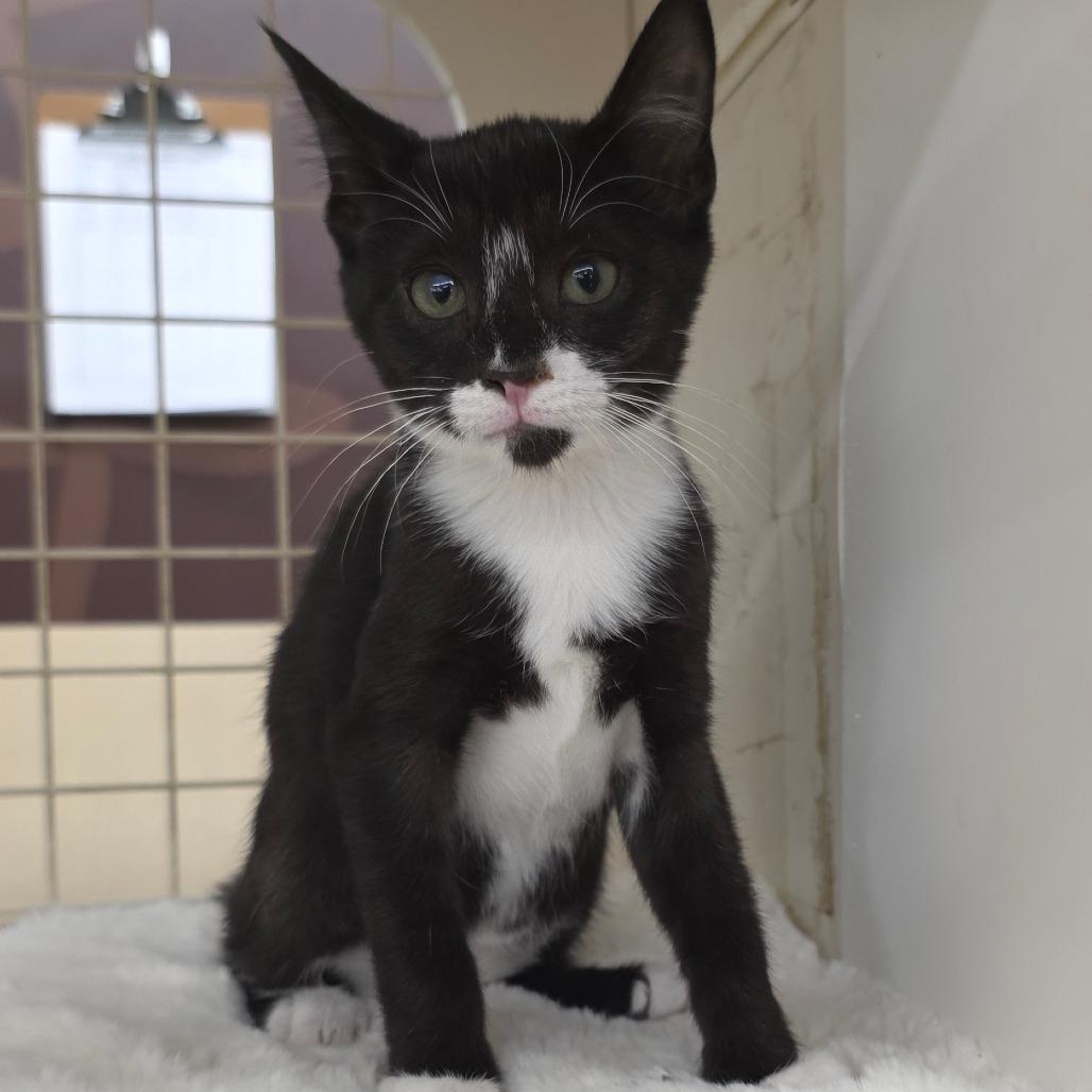 Enlarge Danny, a Adoptable Domestic Short Hair in Williston, FL image 2/3