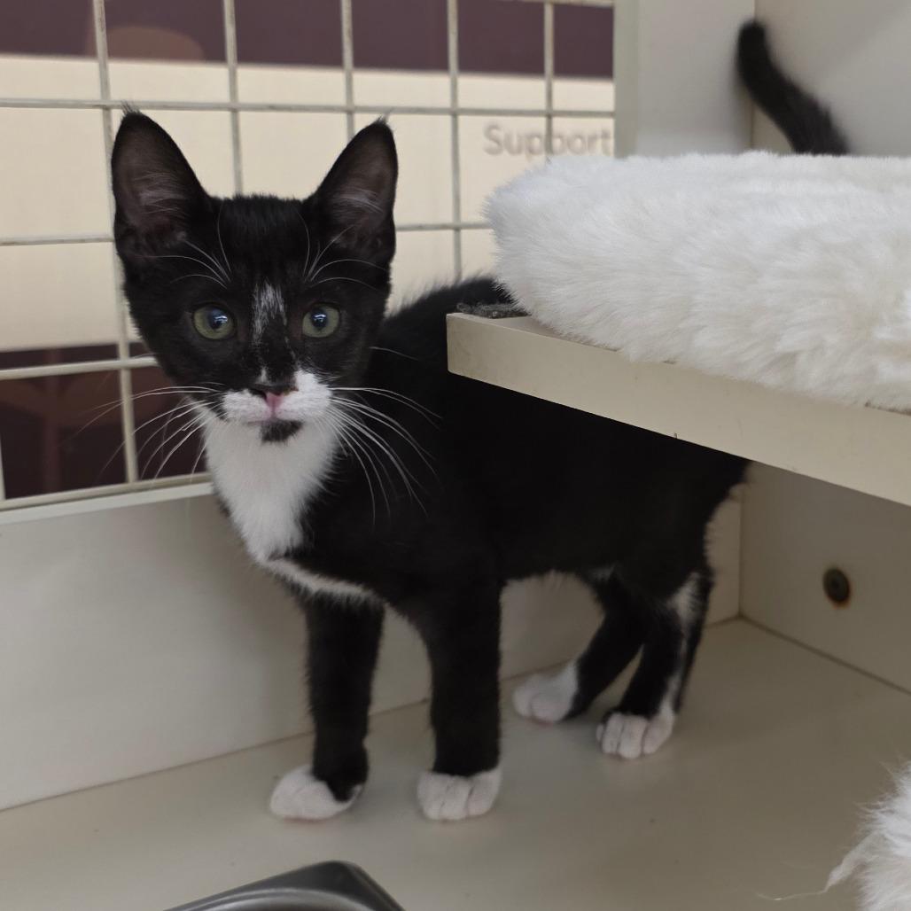 Enlarge Danny, a Adoptable Domestic Short Hair in Williston, FL image 3/3