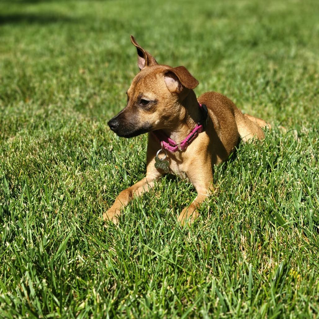 Gia, Adoptable, Puppy Female Chihuahua & Mixed Breed.