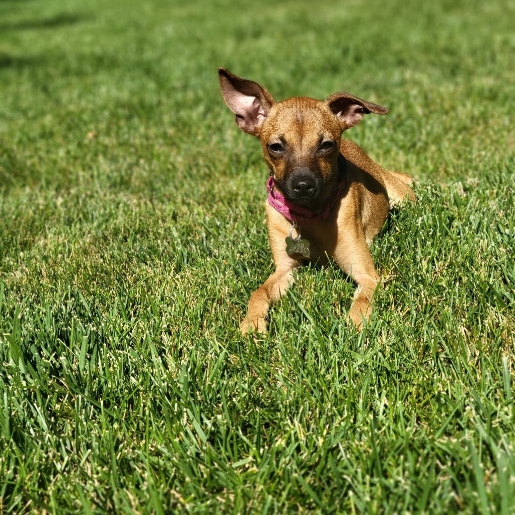 Enlarge Gia, a Adoptable mixed breed in Fort Collins, CO image 2/6