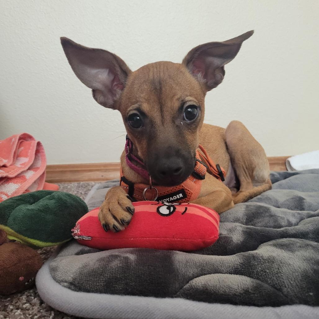 Enlarge Gia, a Adoptable mixed breed in Fort Collins, CO image 4/6