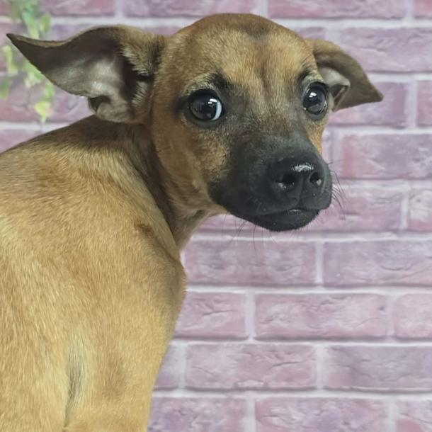 Enlarge Gia, a Adoptable mixed breed in Fort Collins, CO image 5/6