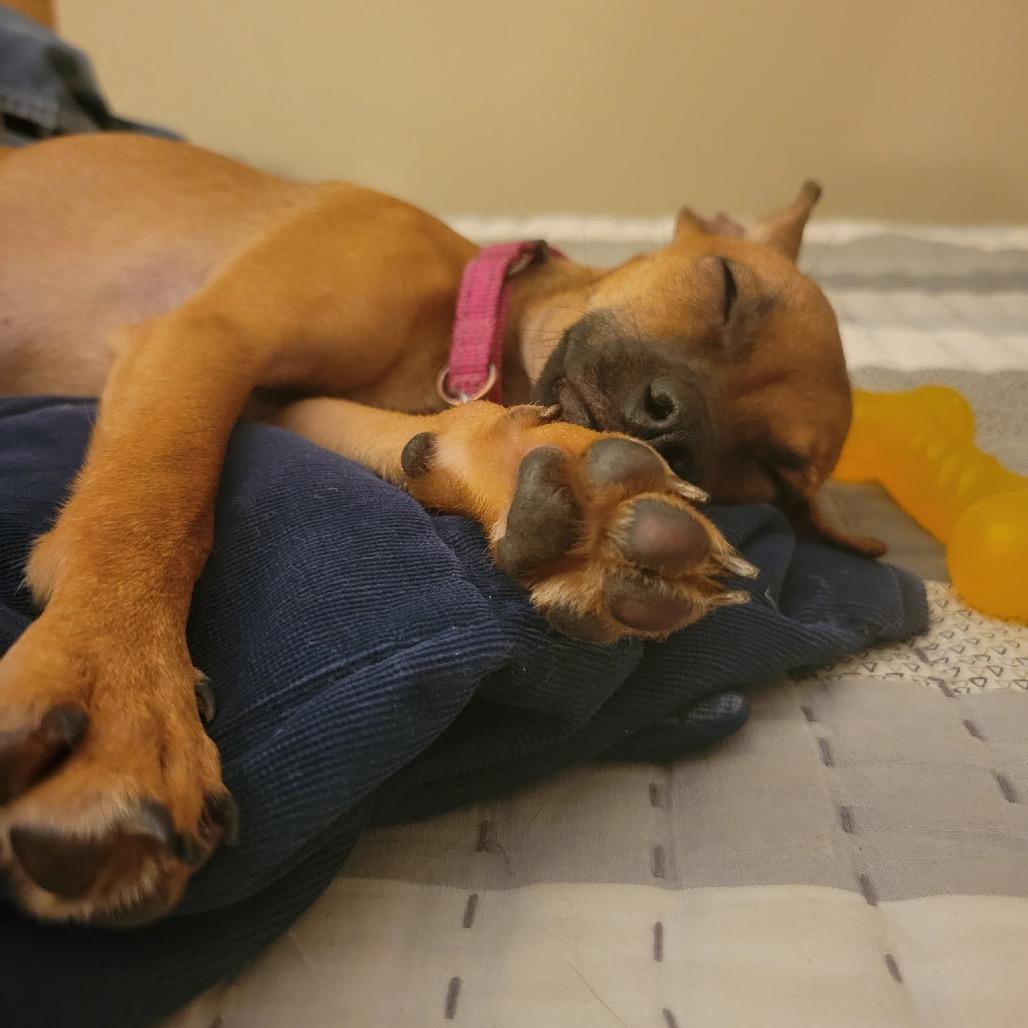 Enlarge Gia, a Adoptable mixed breed in Fort Collins, CO image 6/6