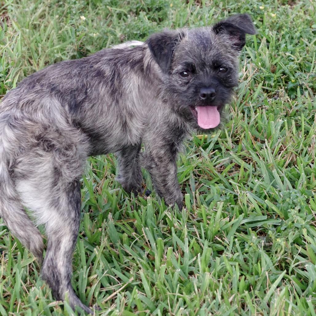 Puppy Agnes, Adoptable, Puppy Female Schnauzer & French Bulldog.
