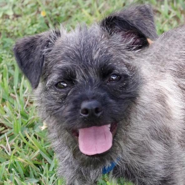 Puppy Agnes, a Adoptable mixed breed in Miami, FL image 2/6