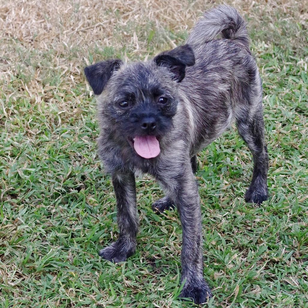 Puppy Agnes, a Adoptable mixed breed in Miami, FL image 3/6