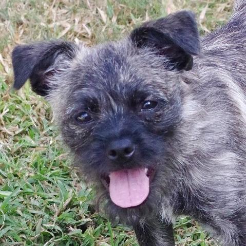 Puppy Agnes, a Adoptable mixed breed in Miami, FL image 4/6