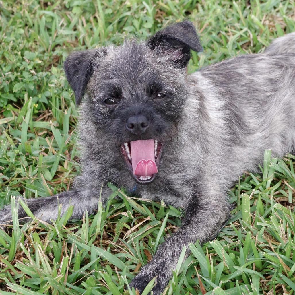 Puppy Agnes, a Adoptable mixed breed in Miami, FL image 5/6