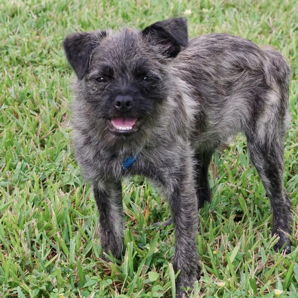 Puppy Agnes, a Adoptable mixed breed in Miami, FL image 6/6