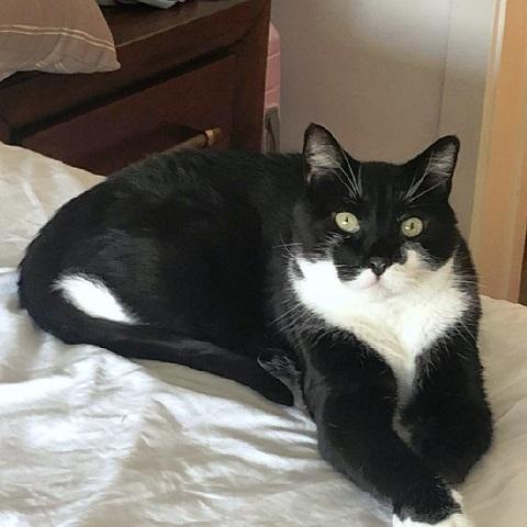 Toco and brother Chico, ADOPTABLE, Adult Male Domestic Short Hair.