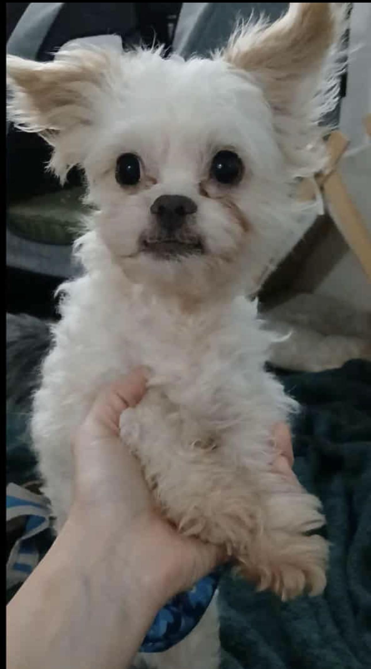 Lukas, Adopted, Adult Male Maltipoo.