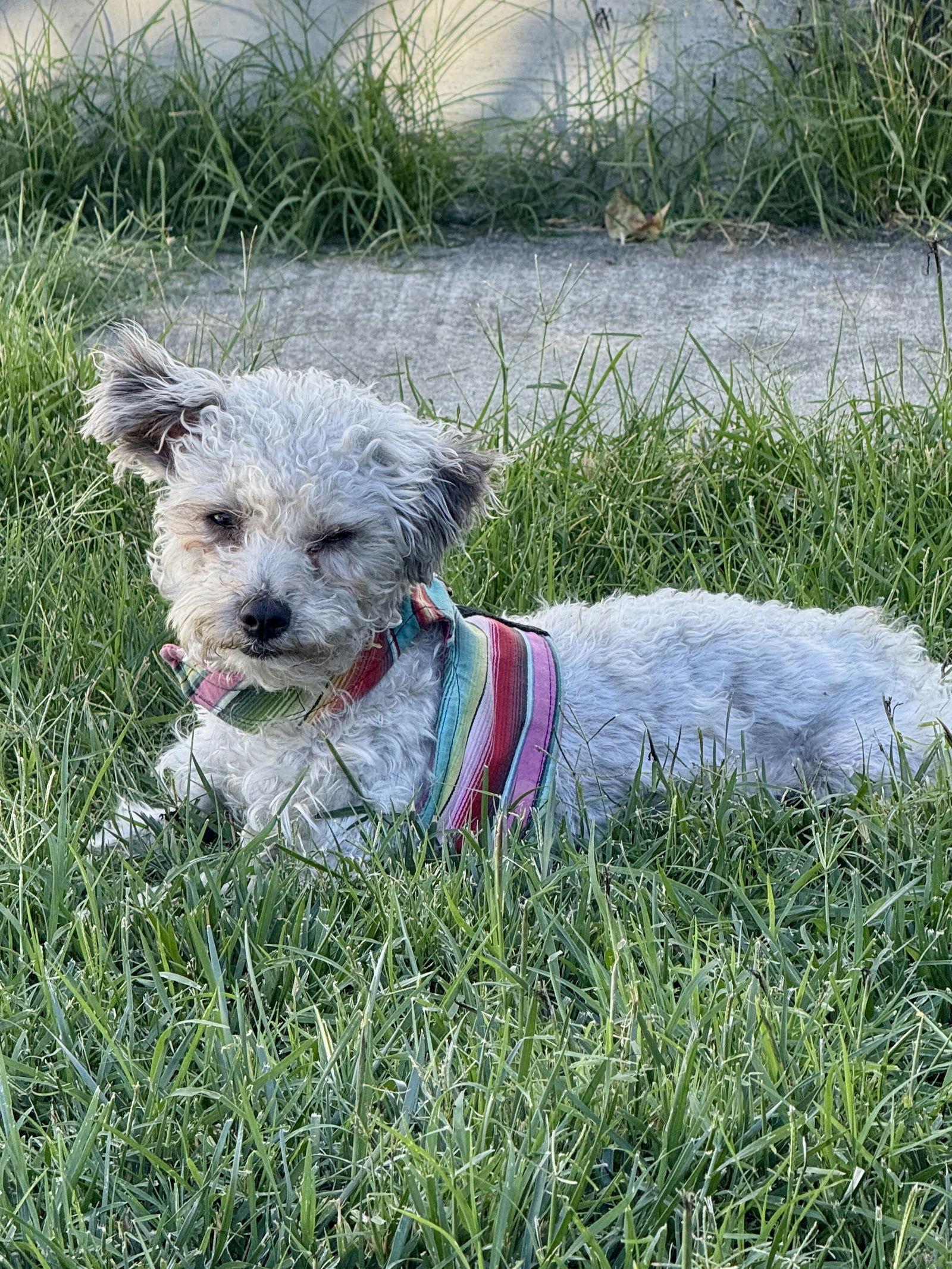 Abby, Adopted, Young Female Yorkshire Terrier & Poodle.