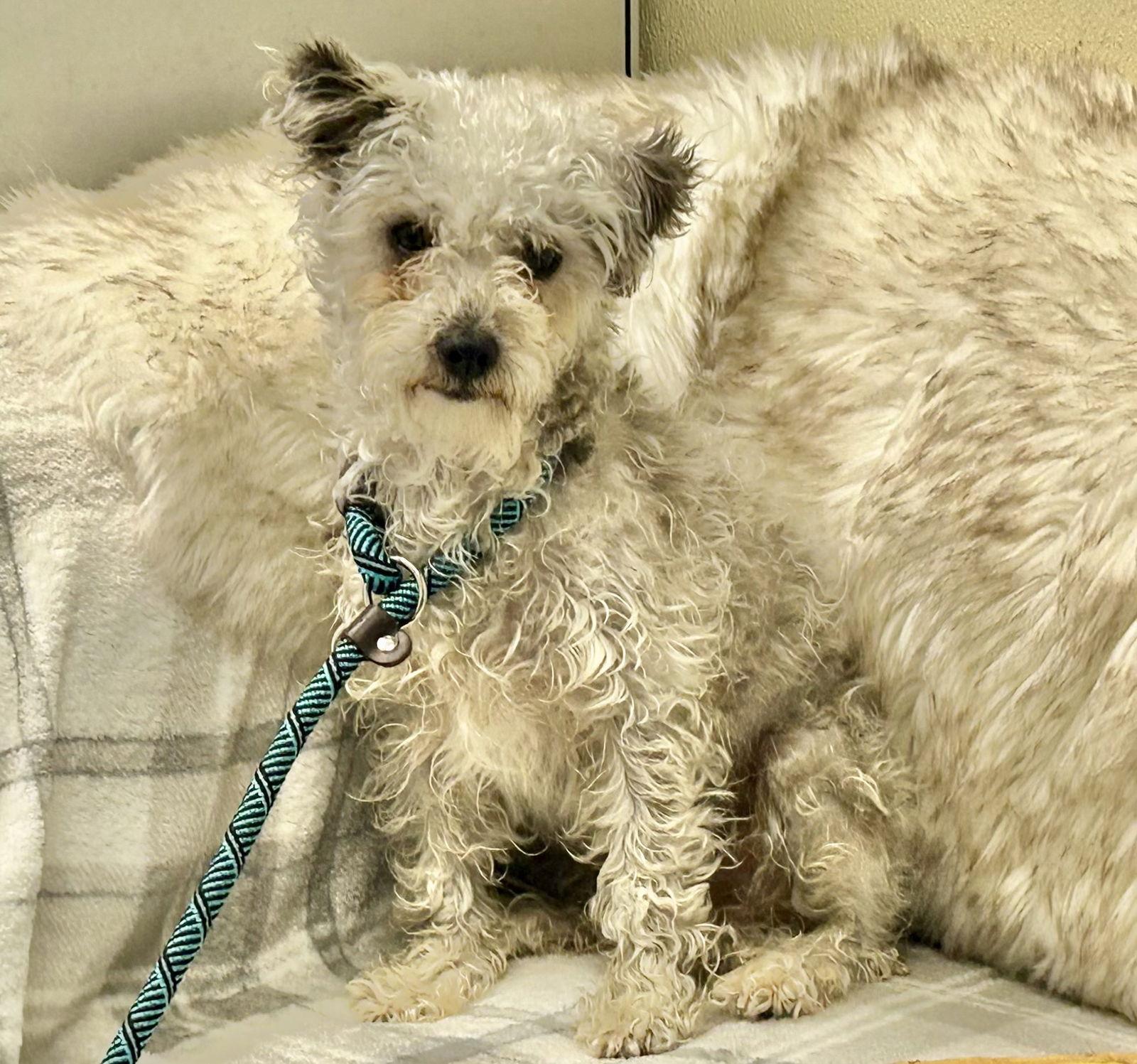 Enlarge Abby, a Adopted mixed breed in San Francisco, CA image 2/3