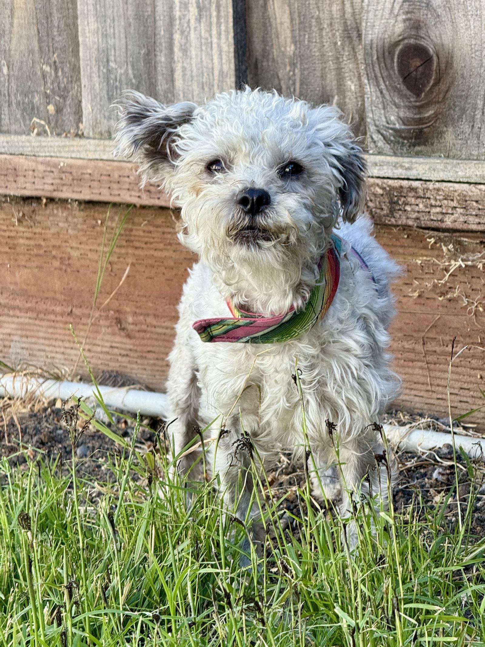Enlarge Abby, a Adopted mixed breed in San Francisco, CA image 3/3