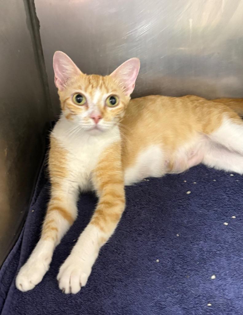 Star, Adoptable, Young Female Domestic Short Hair.