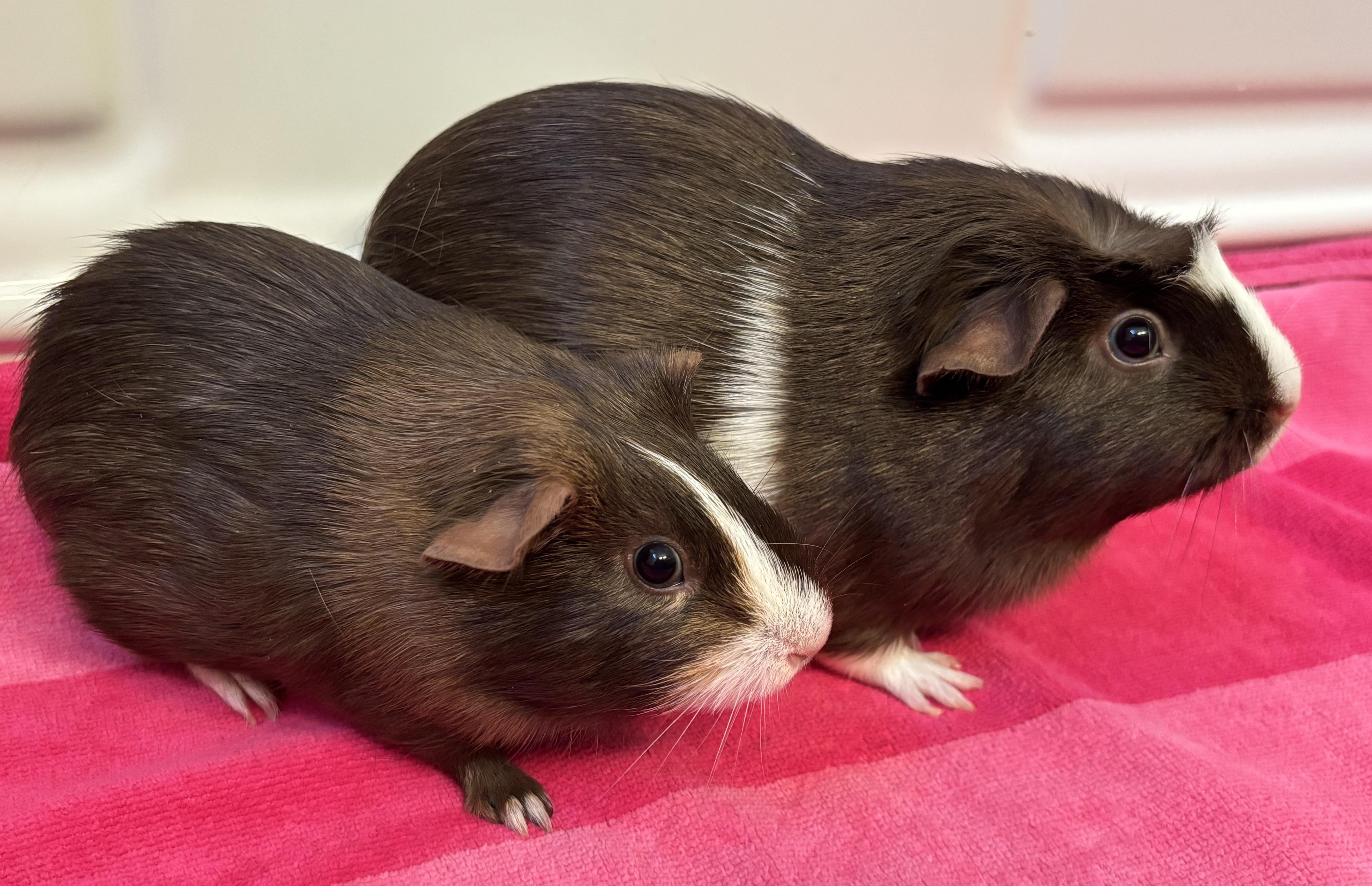 Enlarge Maisie and Maya Bonded Pair, an adopted Guinea Pig in Sauk Village, IL image 1/3