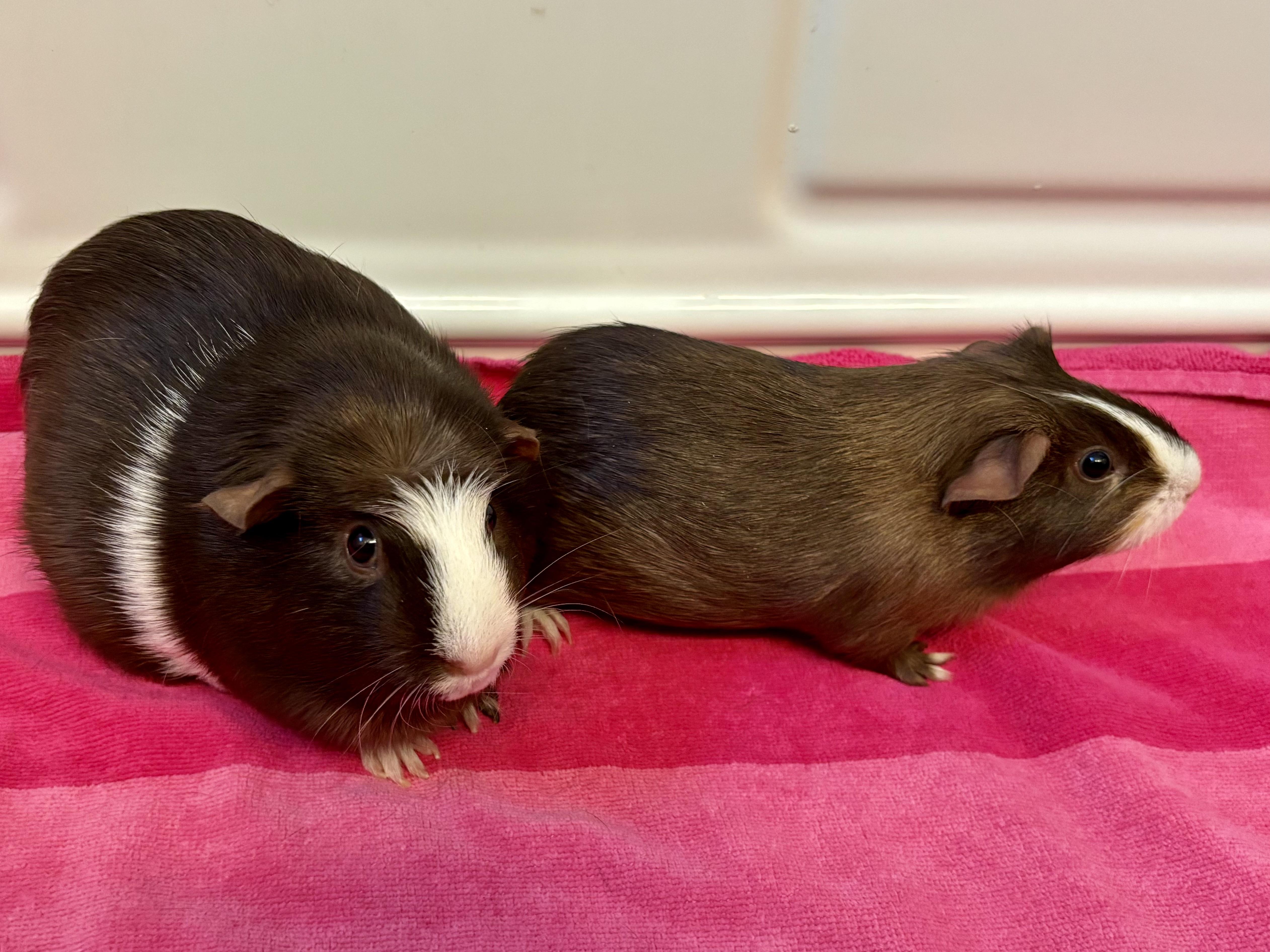 Enlarge Maisie and Maya Bonded Pair, an adopted Guinea Pig in Sauk Village, IL image 2/3