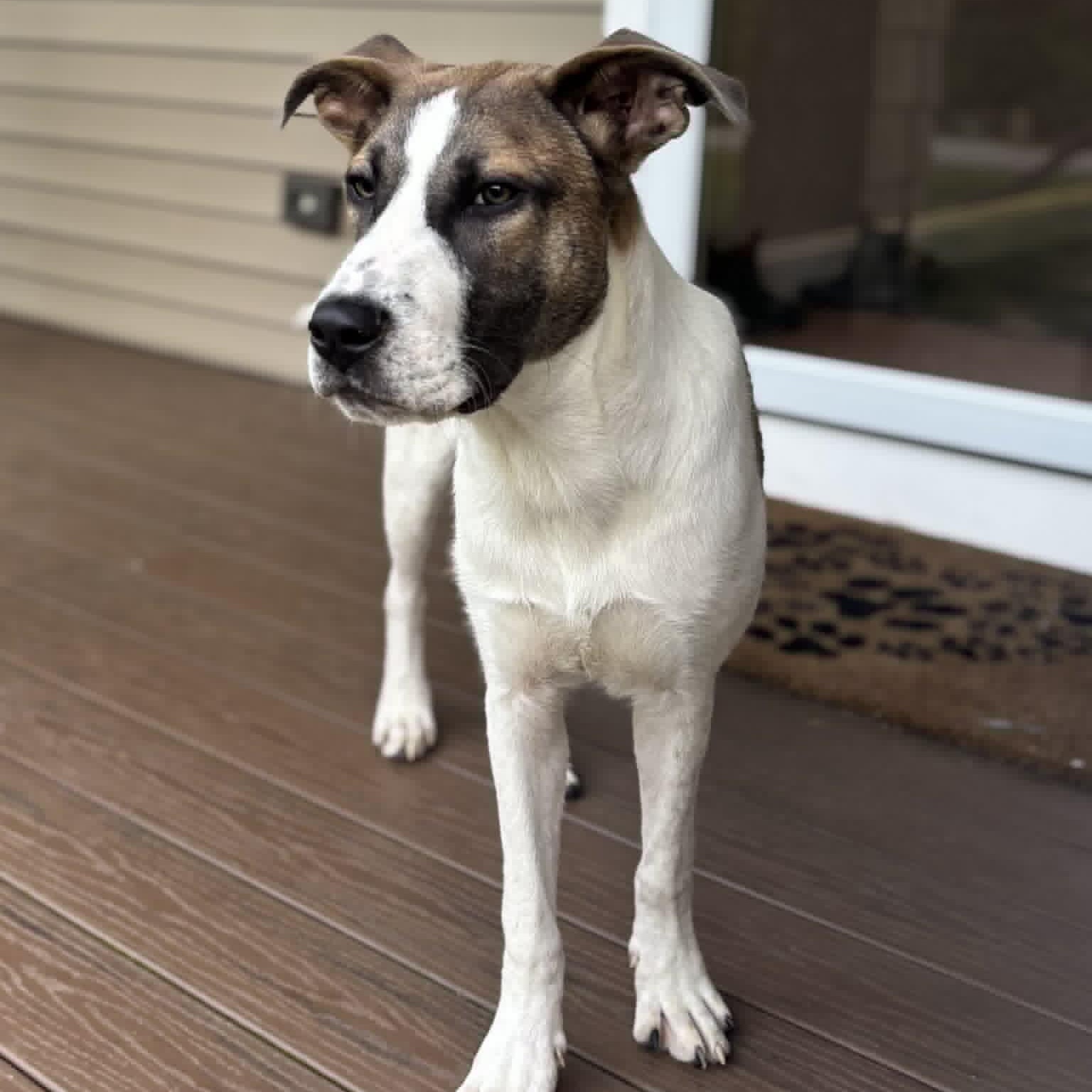 Enlarge Oakley, a ADOPTABLE Mixed Breed in Woolwich, ME image 2/5