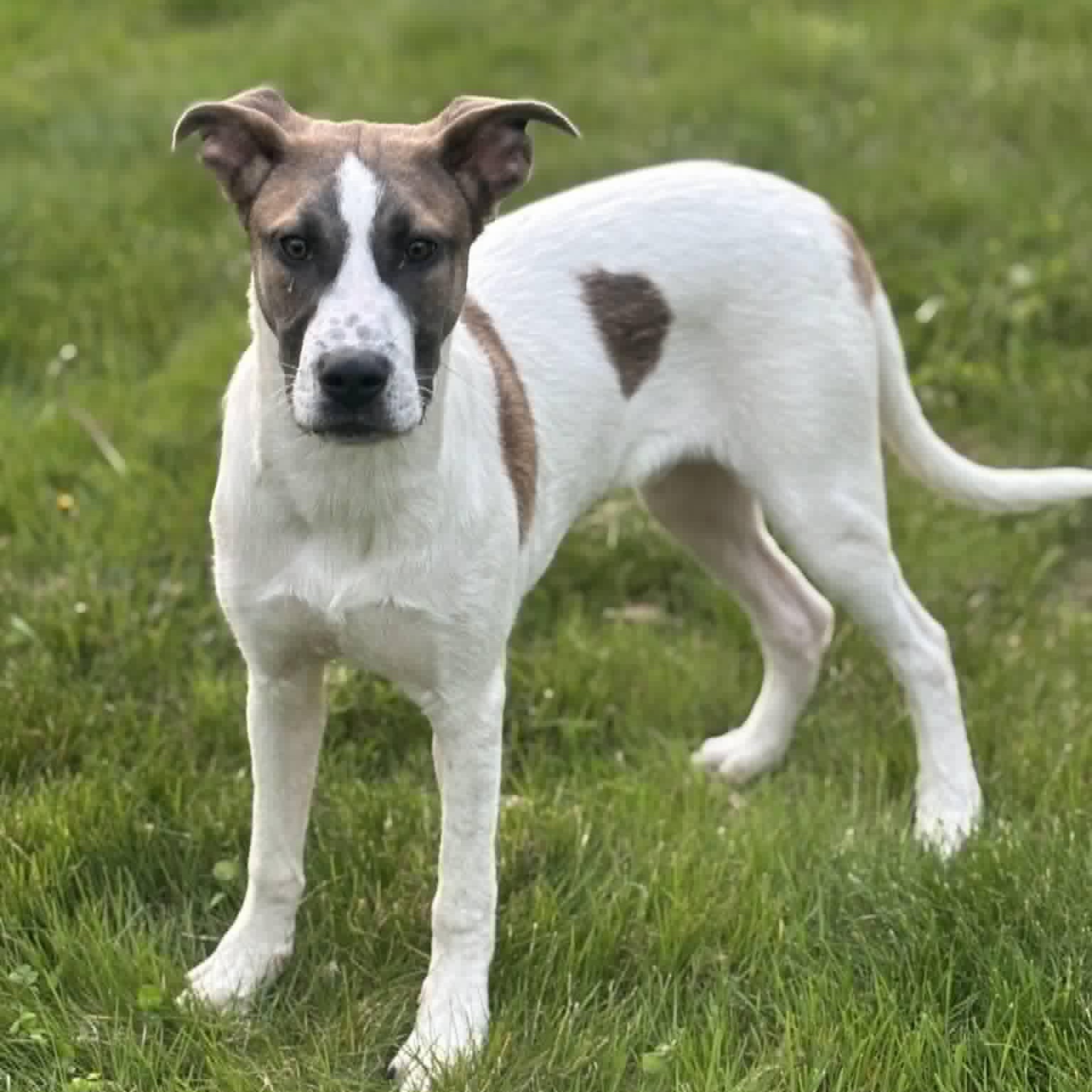 Enlarge Oakley, a ADOPTABLE Mixed Breed in Woolwich, ME image 1/5