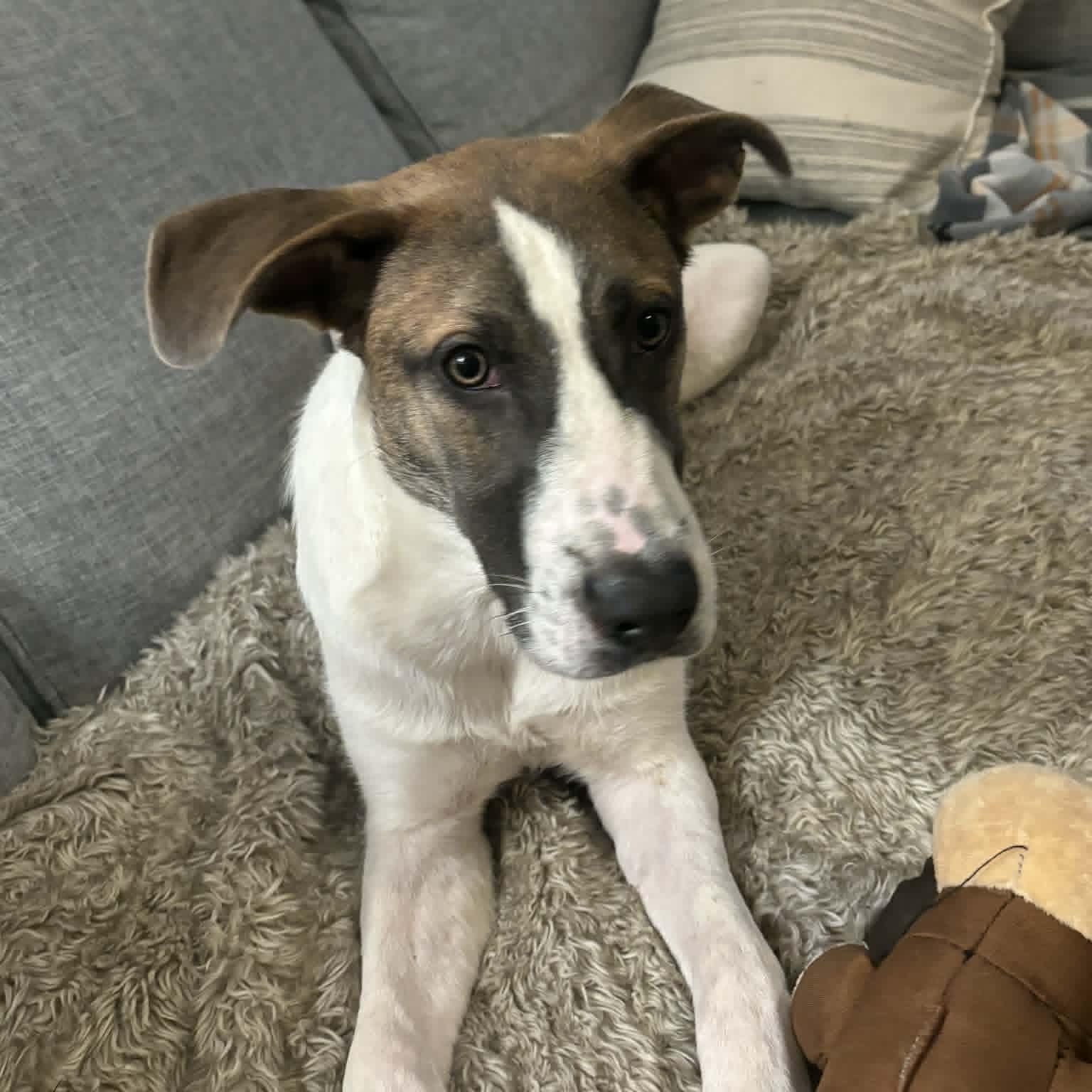 Enlarge Oakley, a ADOPTABLE Mixed Breed in Woolwich, ME image 4/5