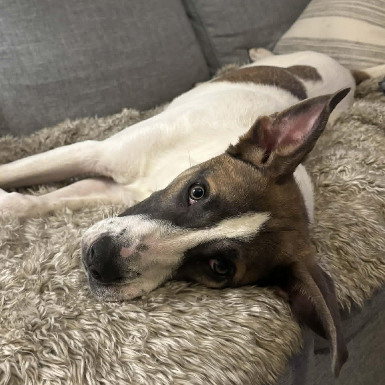 Enlarge Oakley, a ADOPTABLE Mixed Breed in Woolwich, ME image 3/5
