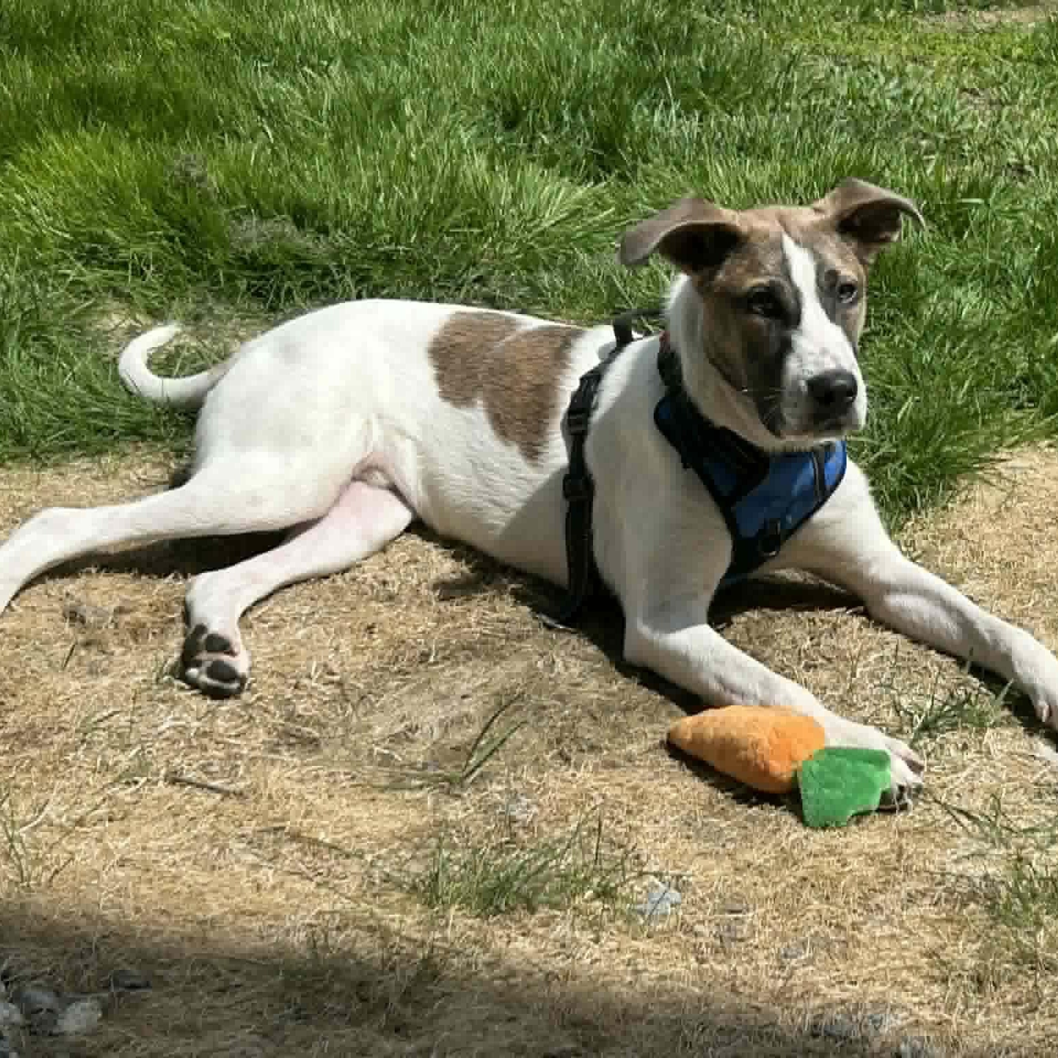 Enlarge Oakley, a ADOPTABLE Mixed Breed in Woolwich, ME image 5/5