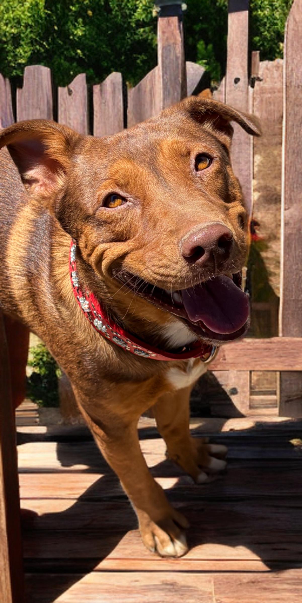 Buddy Boy, Adoptable, Adult Male American Bulldog.