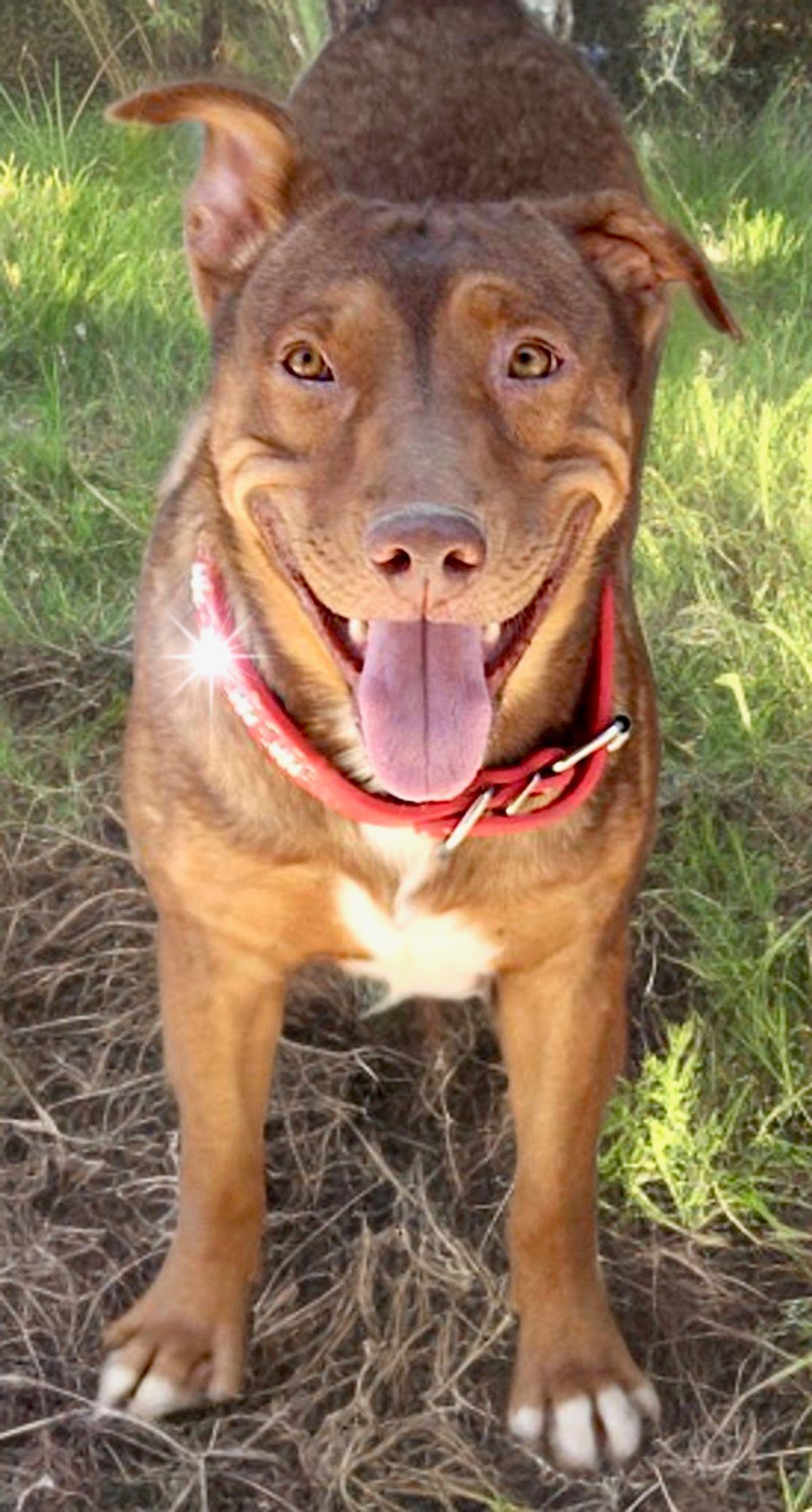 Enlarge Buddy Boy, a Adoptable American Bulldog in Kingman, AZ image 2/3