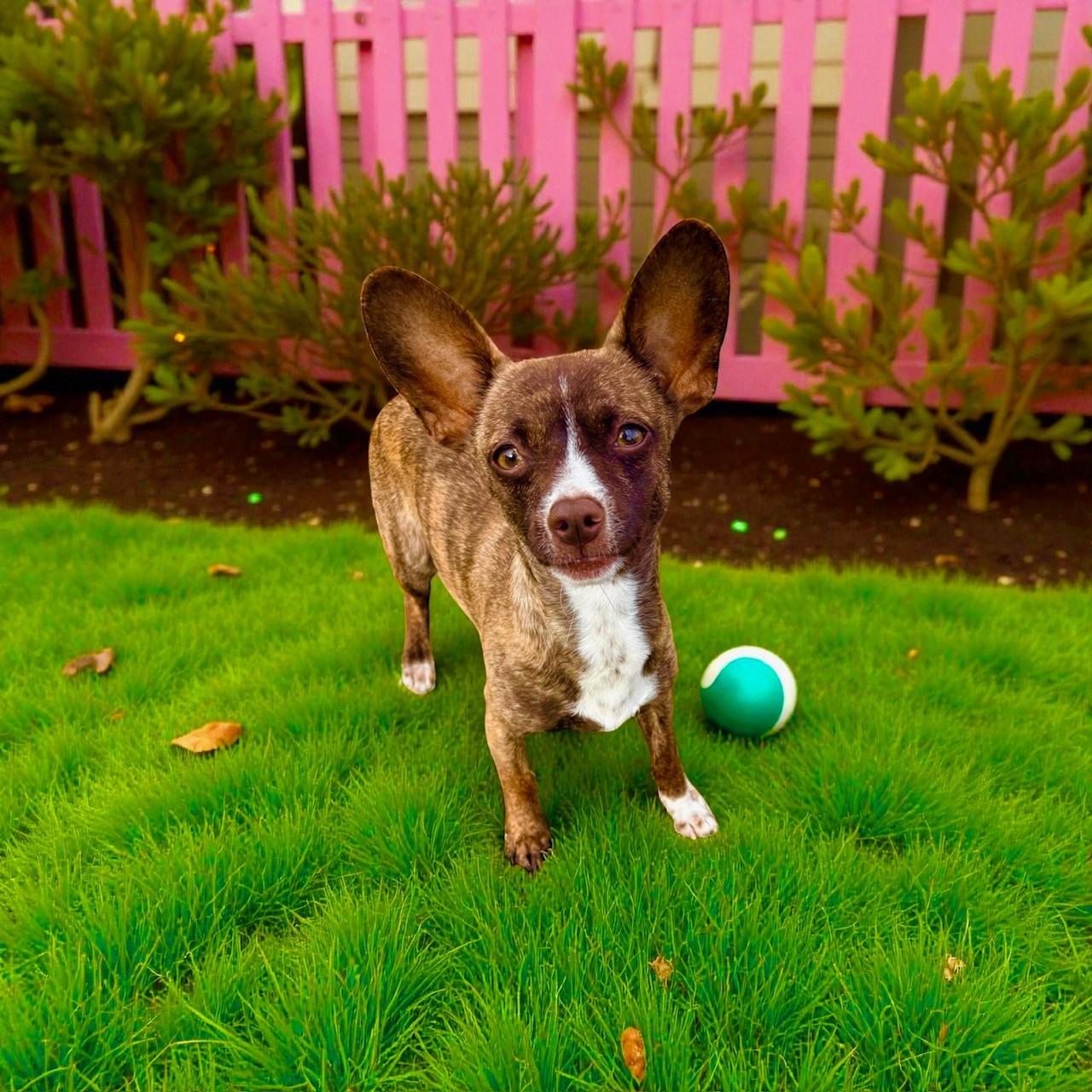 Enlarge Fievel, a Adoptable mixed breed in Gilbert, AZ image 3/4