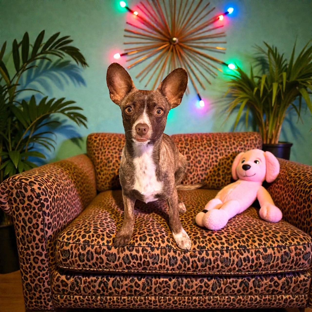 Enlarge Fievel, a Adoptable mixed breed in Gilbert, AZ image 2/4