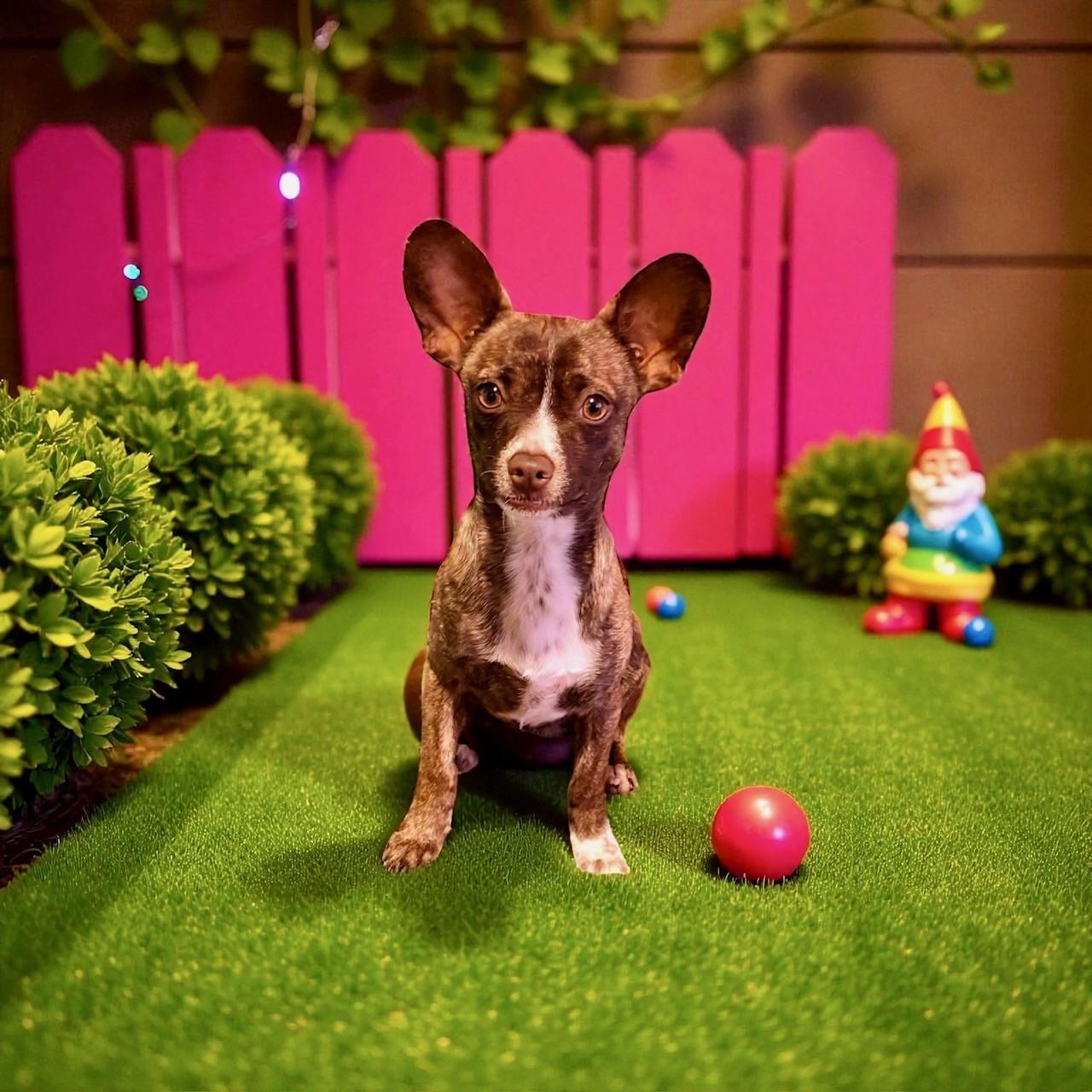 Fievel, Adoptable, Young Male Chihuahua.