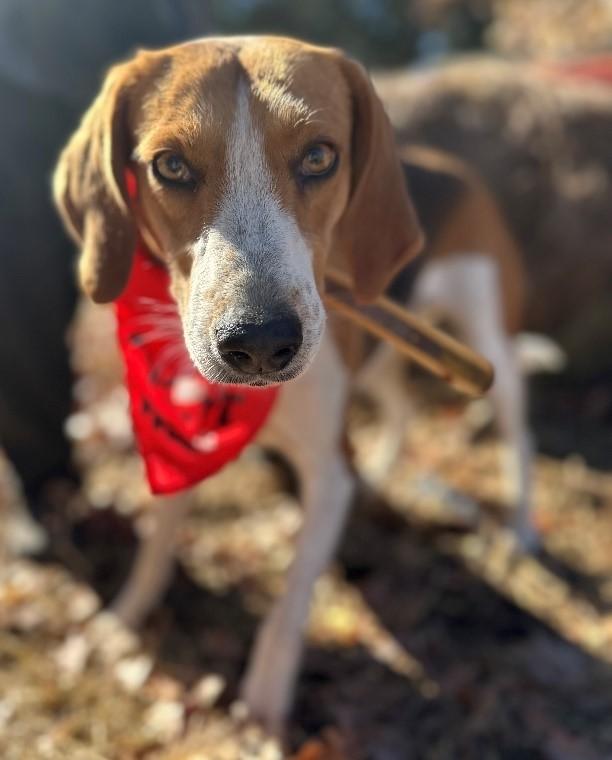 Romona, ADOPTABLE, Adult Female Hound.