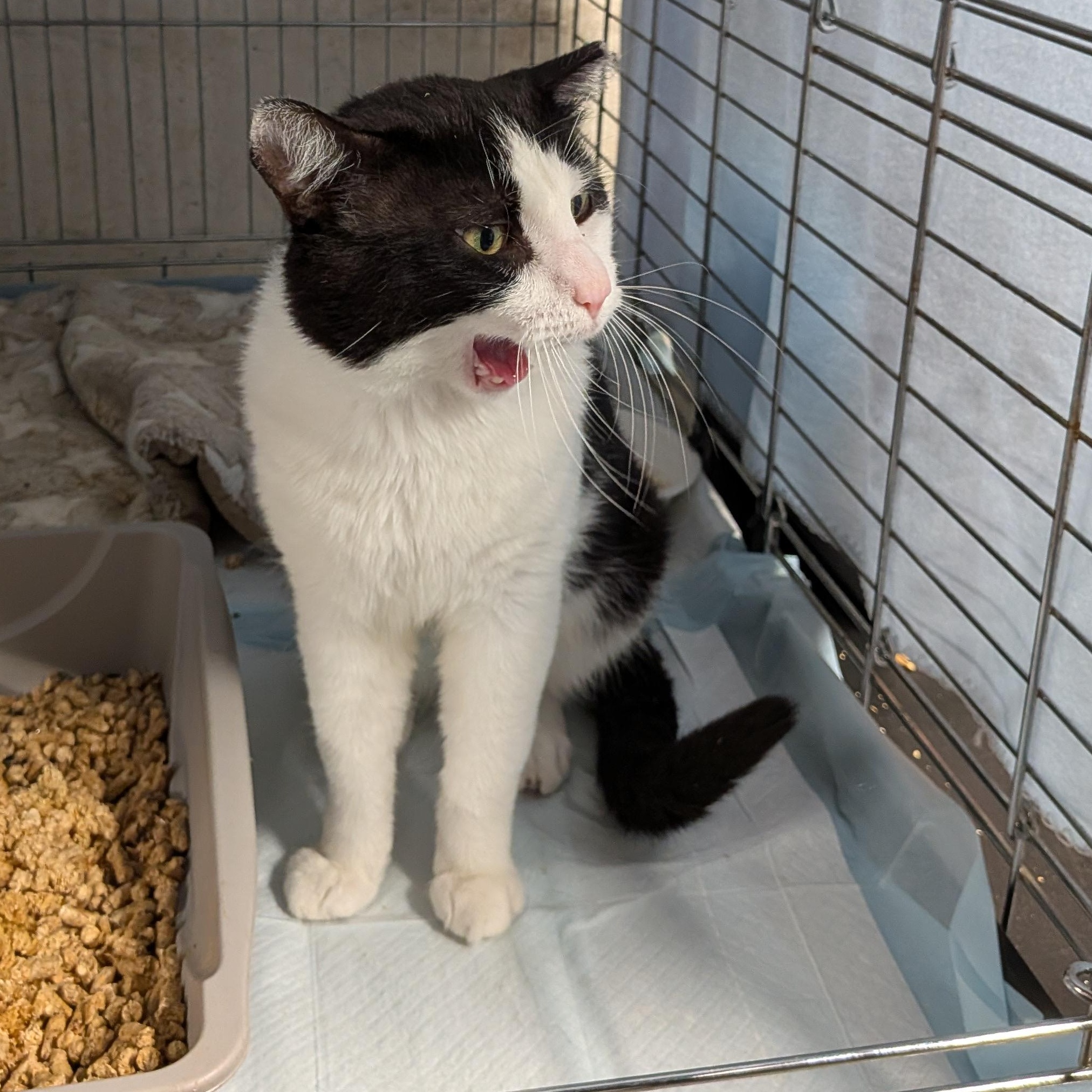 Enlarge Elmer, a Adoptable Domestic Short Hair in Bayonne, NJ image 3/4