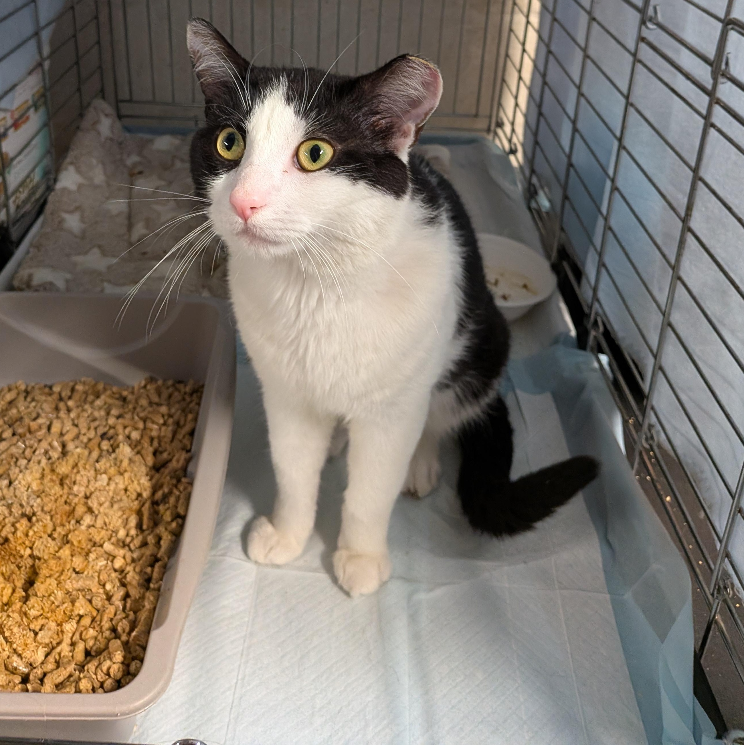 Enlarge Elmer, a Adoptable Domestic Short Hair in Bayonne, NJ image 1/4