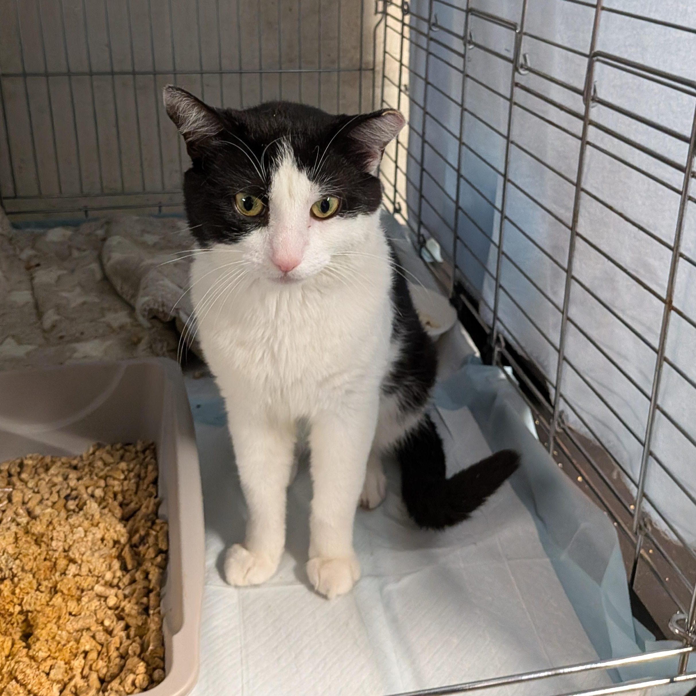 Enlarge Elmer, a Adoptable Domestic Short Hair in Bayonne, NJ image 4/4