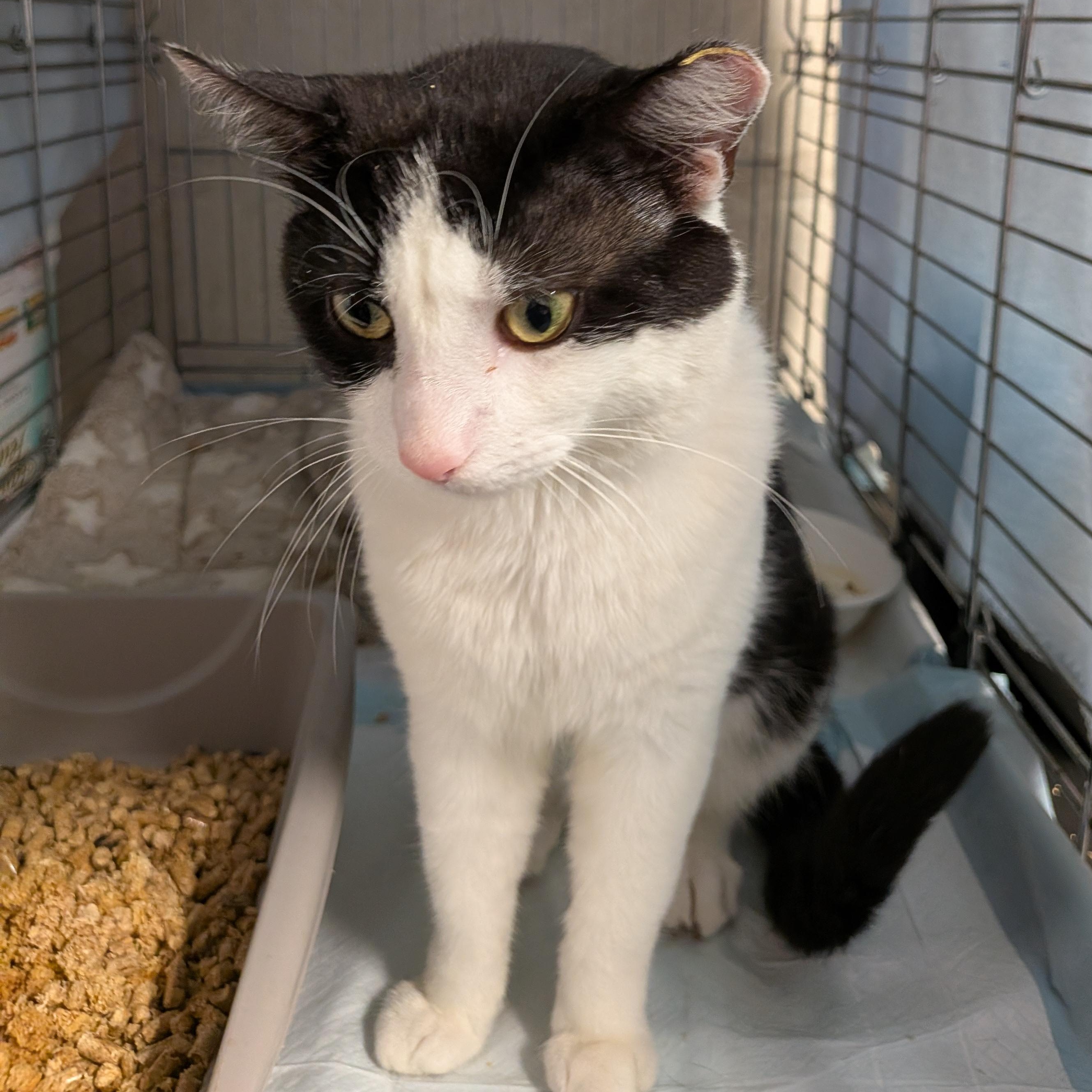 Enlarge Elmer, a Adoptable Domestic Short Hair in Bayonne, NJ image 2/4