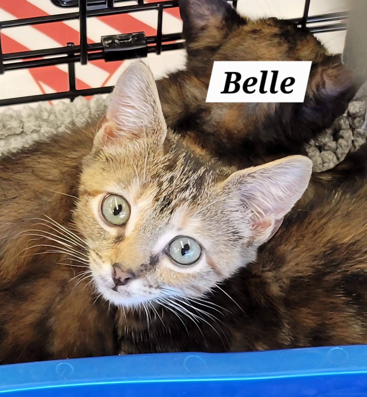 Enlarge Belle, a Adoptable Domestic Short Hair in Green Brook, NJ image 1/1