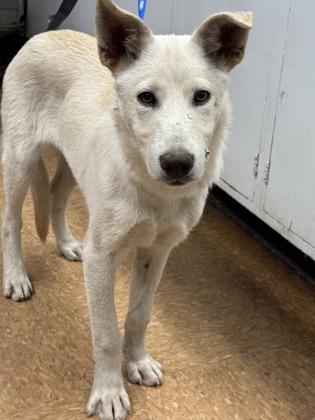 Mister, Adoptable, Young Male Shepherd & Husky.