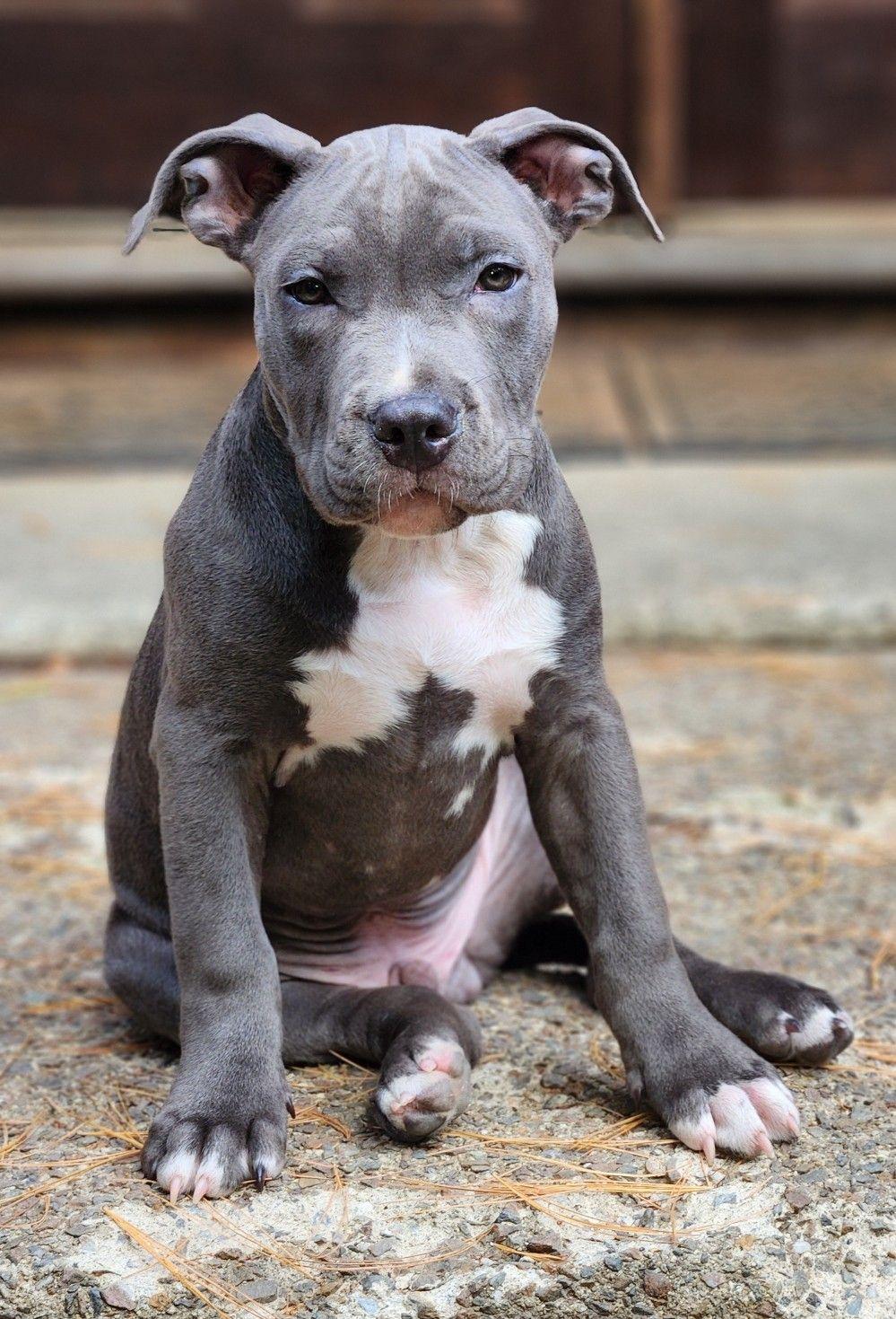 McIntosh, a Adopted Pit Bull Terrier in Framingham, MA image 1/3