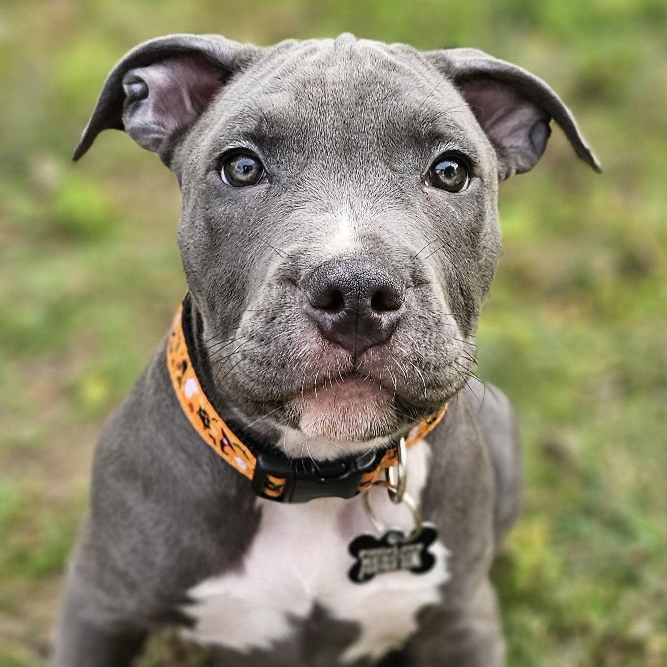 McIntosh, a Adopted Pit Bull Terrier in Framingham, MA image 3/3