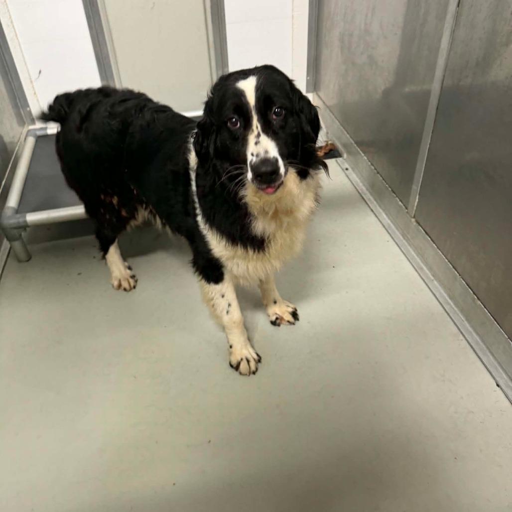 Liz, Adoptable, Adult Female Australian Shepherd.